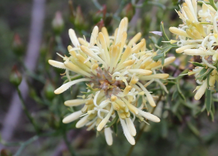 Western Australian Plants Proteaceae